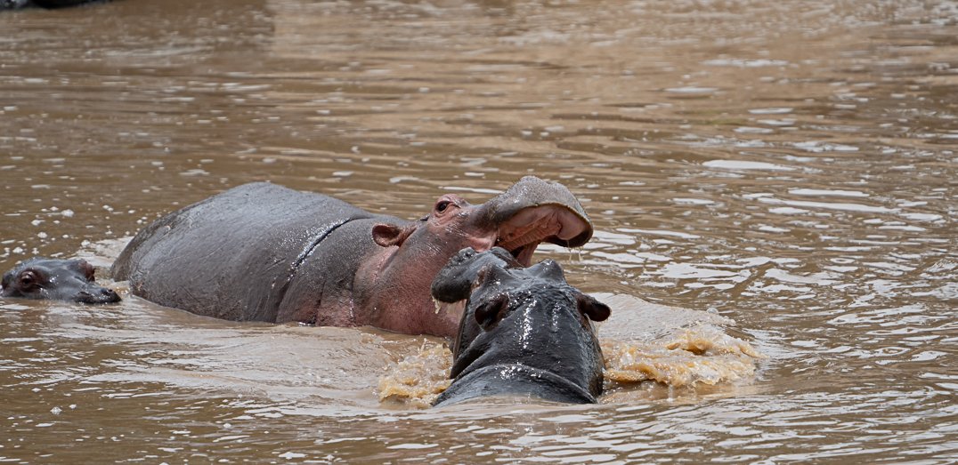 Two Hippos